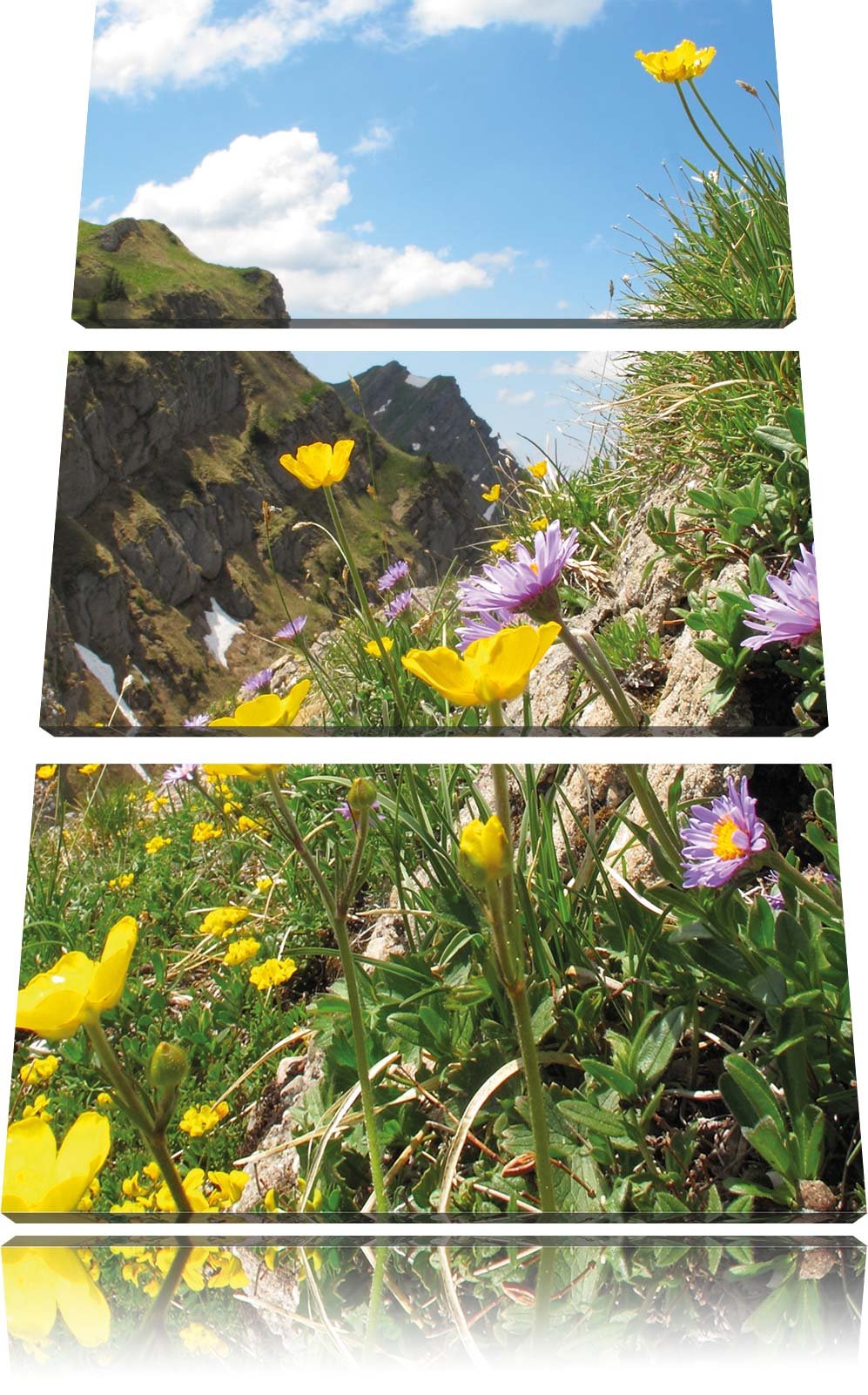 Pixxprint Blumenwiese im Frühling als Leinwandbild/Grösse: 3 Teilig (120x80) cm/Wandbild/Kunstdruck/