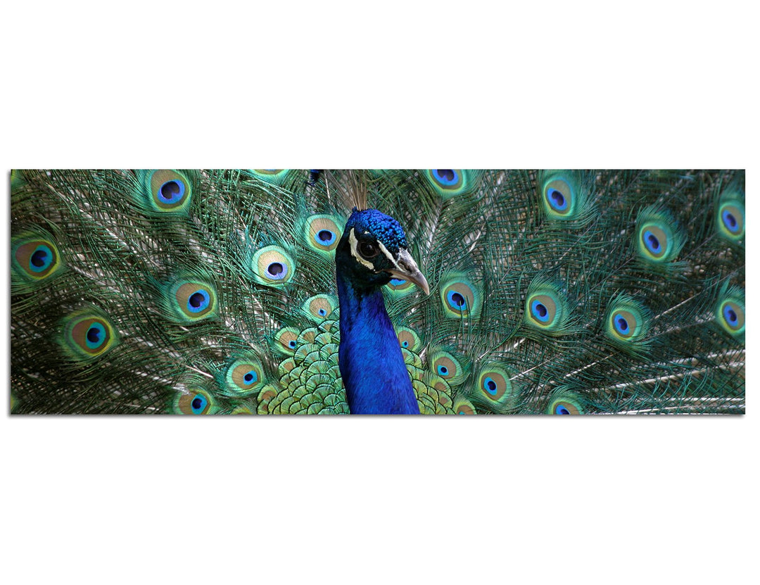 Paul Sinus Art Panoramabild auf Leinwand und Keilrahmen 120x40cm Pfau Federn Grossaufnahme Portrait