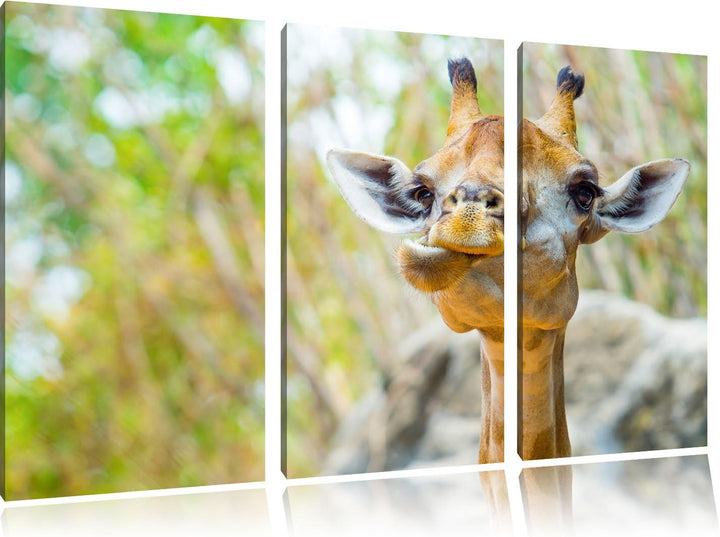 Pixxprint Giraffe in der Natur als Leinwandbild - Grösse: 3-Teilig (120x80cm) - Wandbild - Kunstdruc