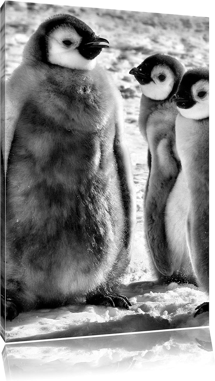 Pixxprint DREI Kaiserpinguin-Küken/Format: 100x70cm / Leinwandbild fertig bespannt Wandbild Kunstdru