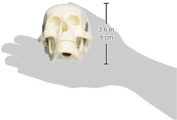Jack Richeson 710105 Medium Totenkopf