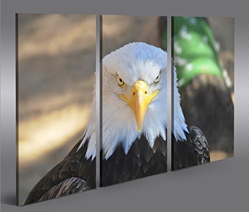 islandburner Bild Bilder auf Leinwand Adler Weisskopfseeadler USA Symbol 3p XXL Poster Leinwandbild