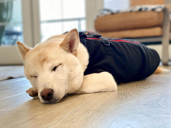 Gooby Fleece-Hundepullover mit Reissverschluss - Schwarz, Grösse S - warme Fleece-Hundejacke zum Ein
