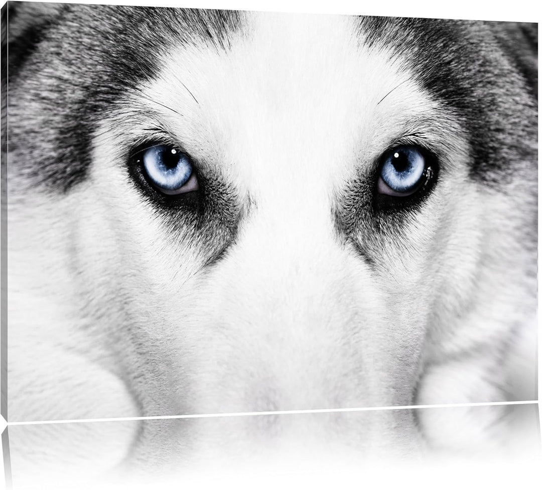 Husky mit Eisblauen Augen Format: 100x70 auf Leinwand, XXL riesige Bilder fertig gerahmt mit Keilrah