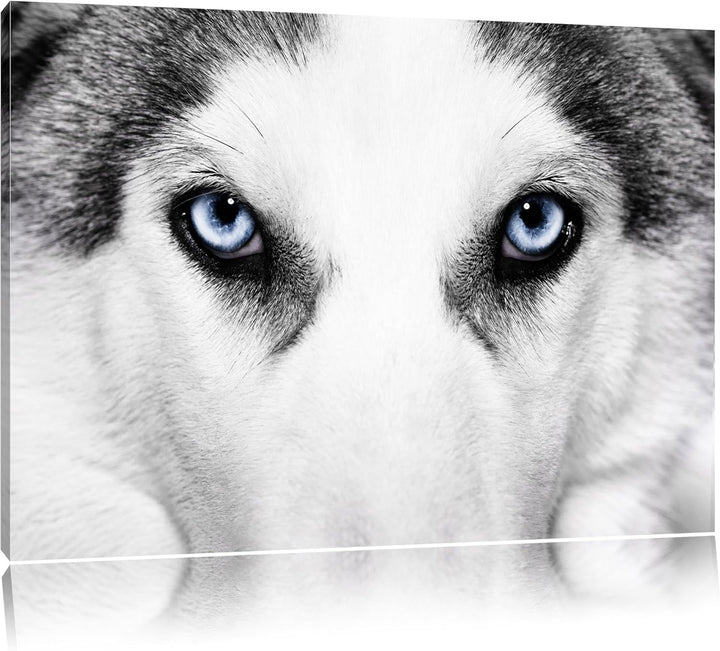 Husky mit Eisblauen Augen Format: 100x70 auf Leinwand, XXL riesige Bilder fertig gerahmt mit Keilrah