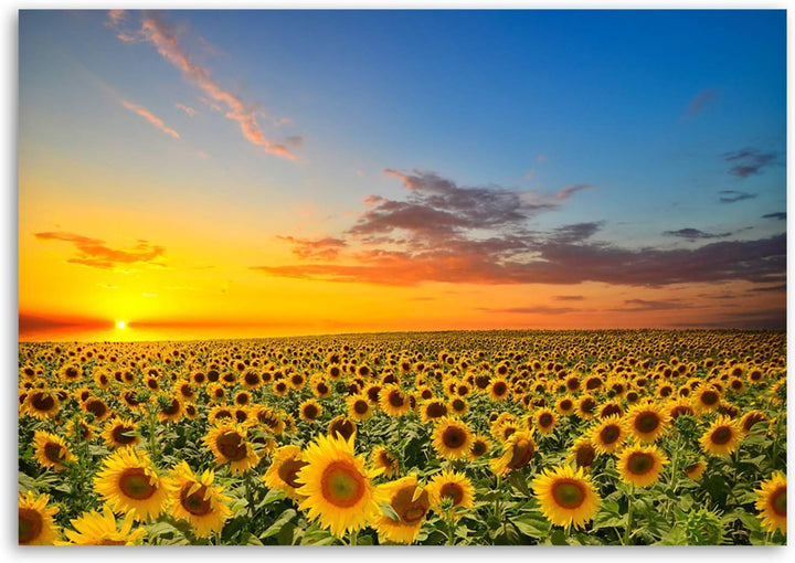 Feeby, Leinwandbild, Bilder, Wand Bild, Wandbilder, Kunstdruck 40x60cm, Wiese, Blumen, Sonnenblume,