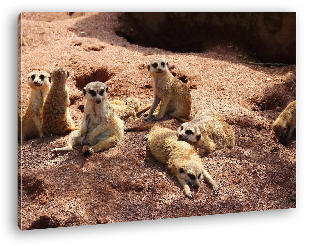 deyoli niedliche Erdmännchen Familie im Format: 80x60 als Leinwandbild, Motiv fertig gerahmt auf Ech