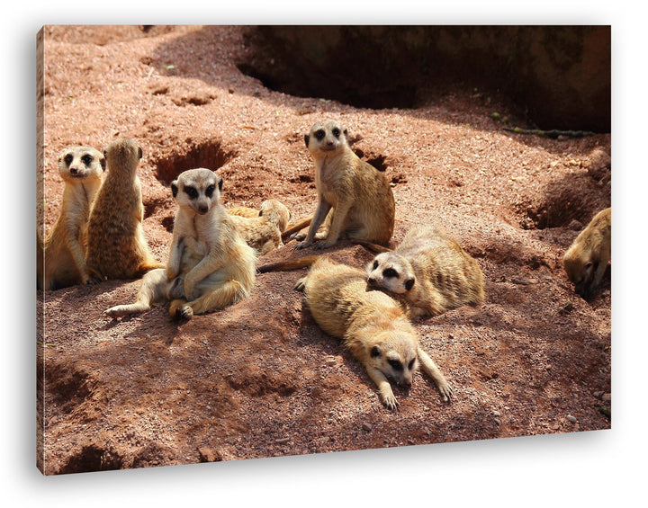 deyoli niedliche Erdmännchen Familie im Format: 80x60 als Leinwandbild, Motiv fertig gerahmt auf Ech