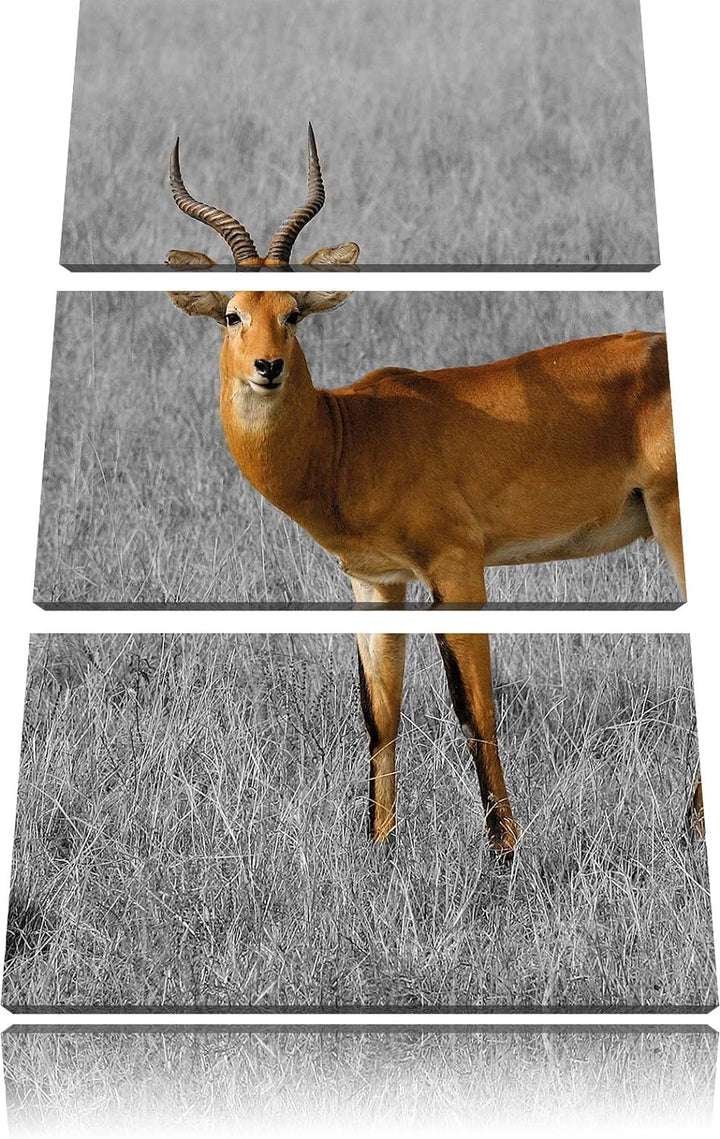Pixxprint Dorkasgazelle im trockenen Gras als Leinwandbild/Grösse: 3 Teilig (120x80) cm/Wandbild/Kun