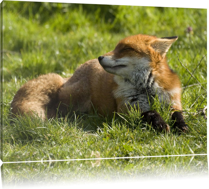 Kleiner Fuchs auf Wiese, Format: 100x70 auf Leinwand, XXL riesige Bilder fertig gerahmt mit Keilrahm