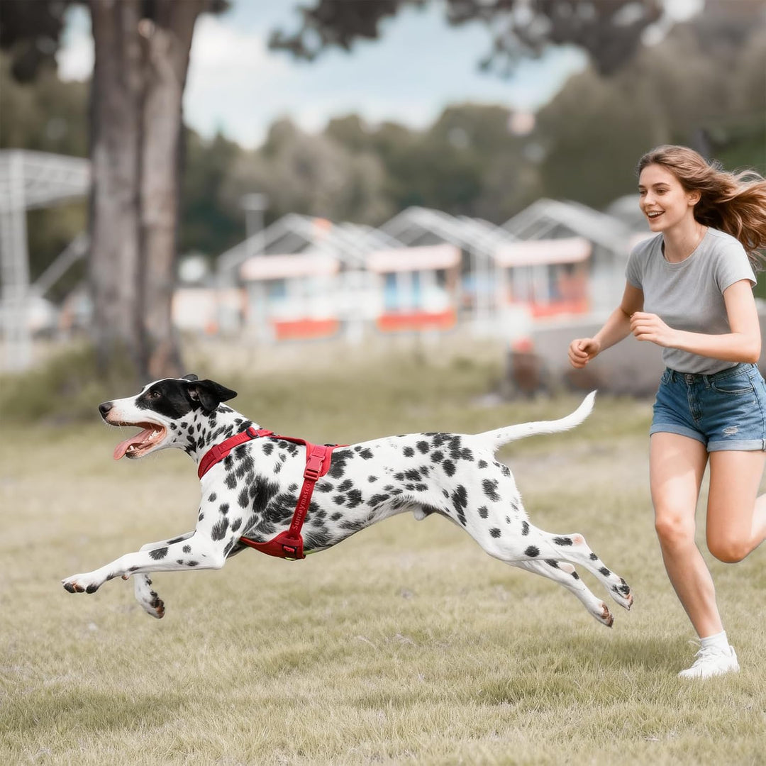 No Pull Hundegeschirr mit weicher Lycra-Polsterung, atmungsaktiver Komfortweste aus Mesh, Verstellba