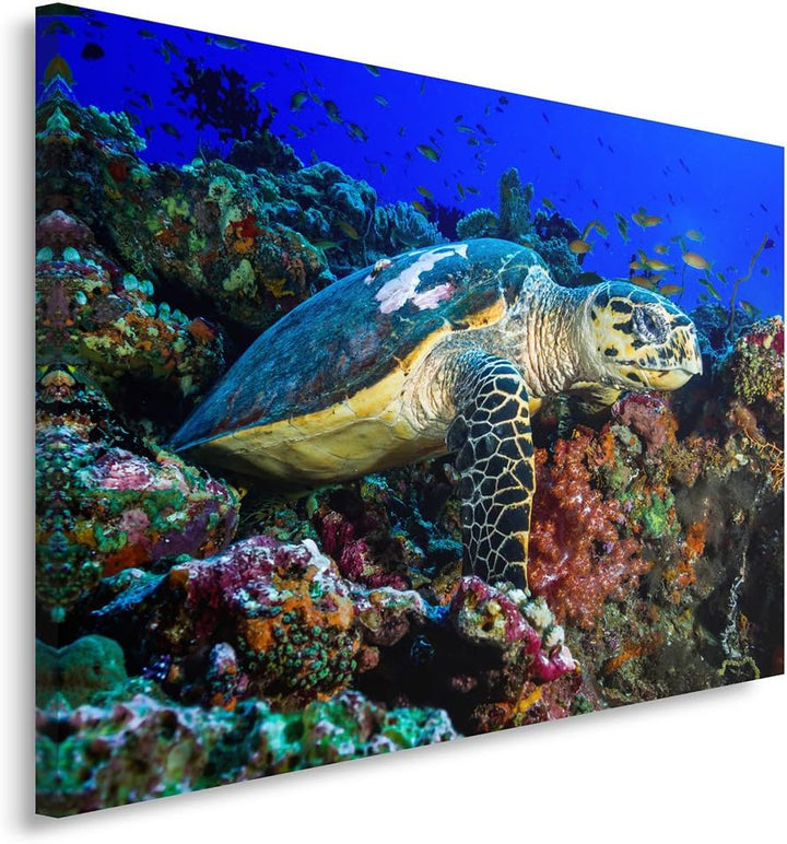 Feeby Bilder Schildkröte Natur 70x50 cm Wohnzimmer Schlafzimmer Büro Flur Küche Wandbilder Modern Bi