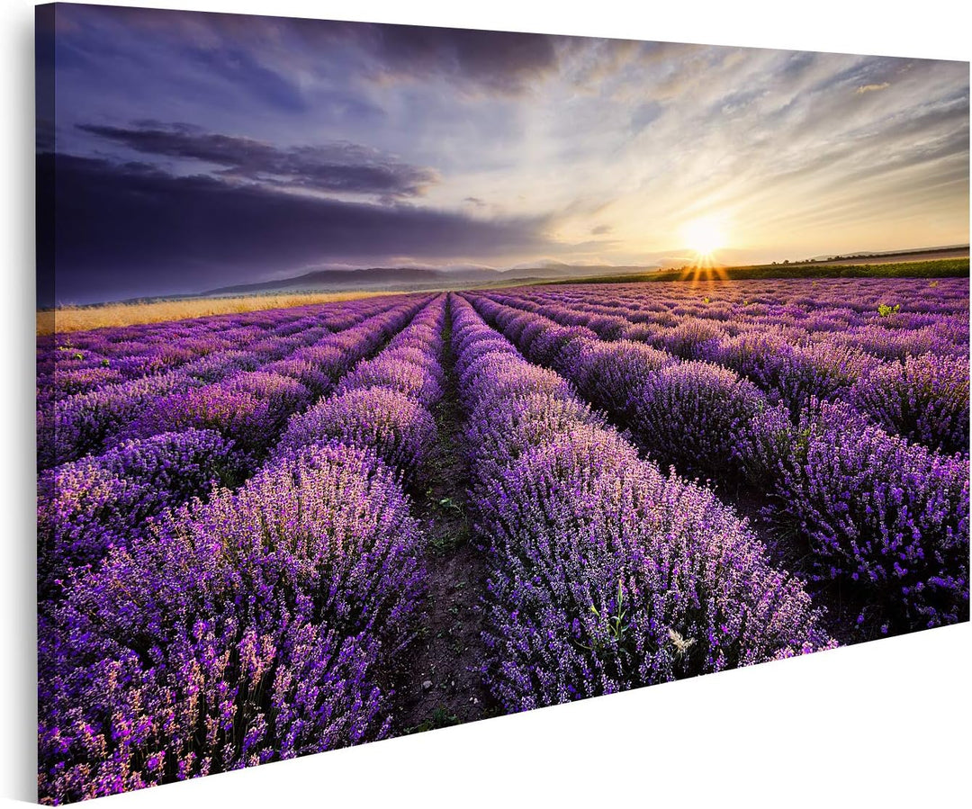 islandburner Bild auf Leinwand Lavendel Sonnenaufgang Dramatische Wolken Über Feld Bilder Wandbilder