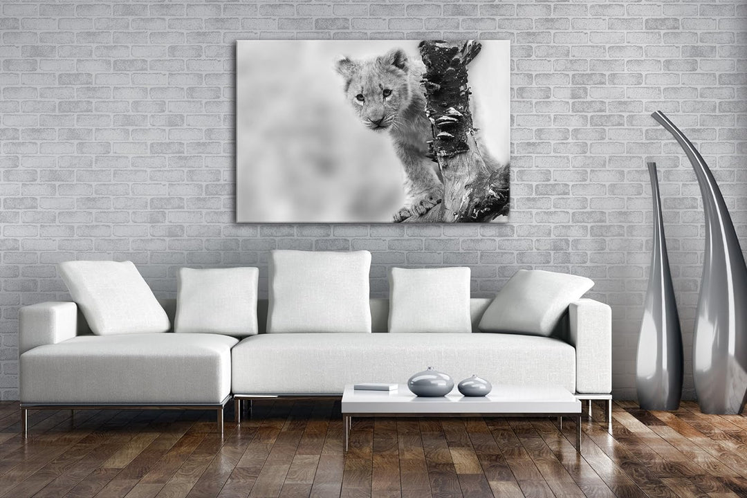 niedliches Löwenbaby in der Natur Effekt: Schwarz/Weiss im Format: 80x60 als Leinwandbild, Motiv fer