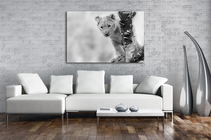 niedliches Löwenbaby in der Natur Effekt: Schwarz/Weiss im Format: 80x60 als Leinwandbild, Motiv fer