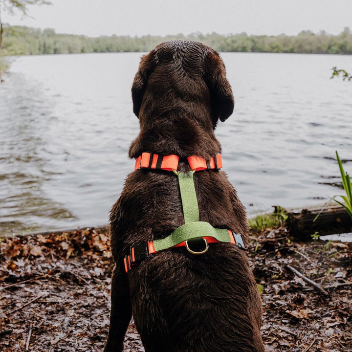 Hundegeschirr Handmade, 5-Fach verstellbar & wasserfest, Made in Germany, kleine bis sehr grosse Hun