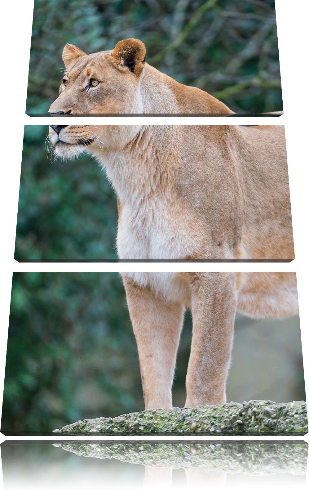 Pixxprint majestätische Löwin 3-Teiler Leinwandbild 120x80 Bild auf Leinwand