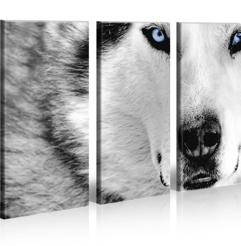 islandburner Bild Bilder auf Leinwand Wolf Husky Hunde XXL Poster Leinwandbild Wandbild Dekoartikel
