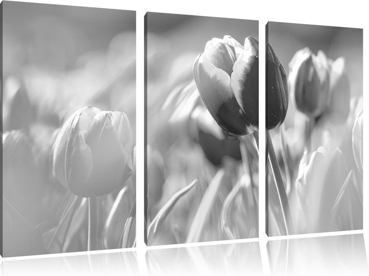Pixxprint Blühende Tulpen als Leinwandbild/Grösse: 3 Teilig (120x80) / Wandbild/Kunstdruck/fertig be