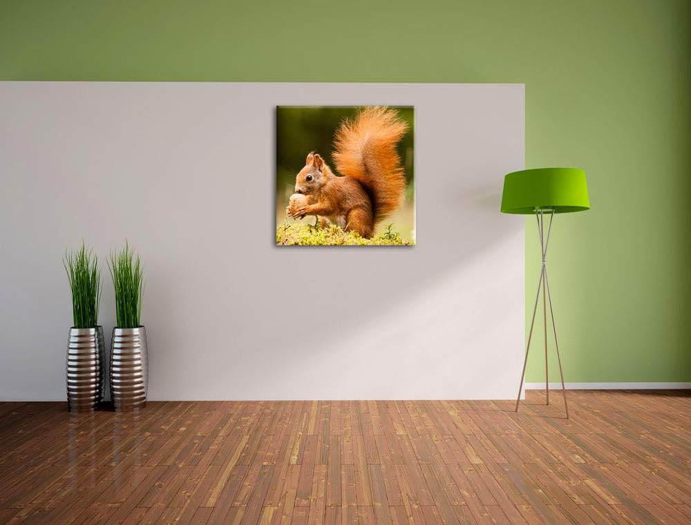 Eichhörnchen mit Nuss, Format: 70x70 auf Leinwand, XXL riesige Bilder fertig gerahmt mit Keilrahmen,