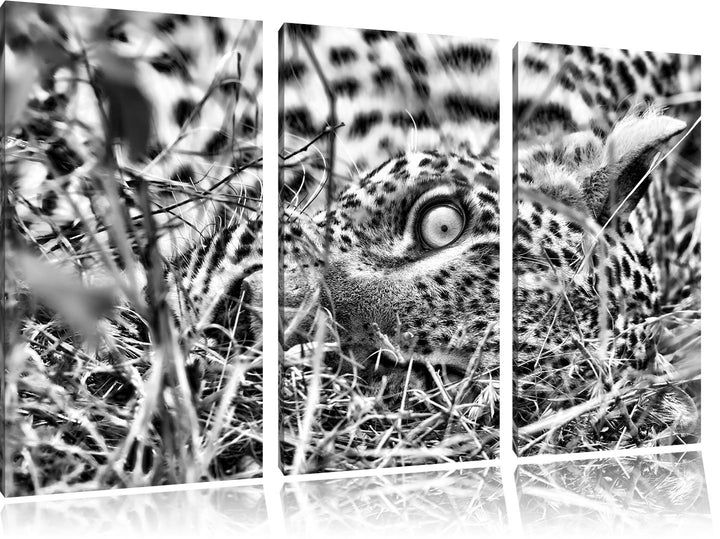 Pixxprint Leopard als Leinwandbild/Grösse: 3 Teilig (120x80) cm/Wandbild/Kunstdruck/fertig bespannt