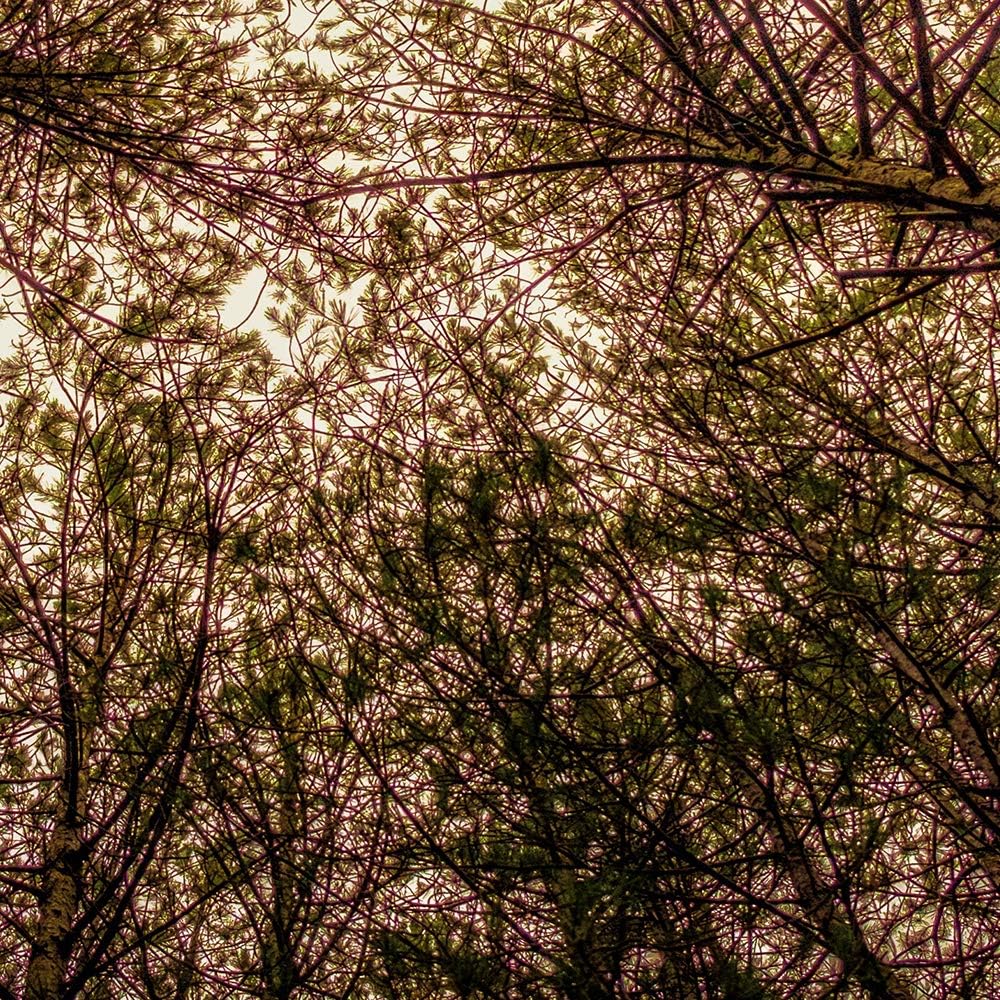 Feeby Wanddeko XXL Landschaft Leinwandbild 5 Teilig Natur Bäume Blätter rosa 250x120 cm Leinwandbild