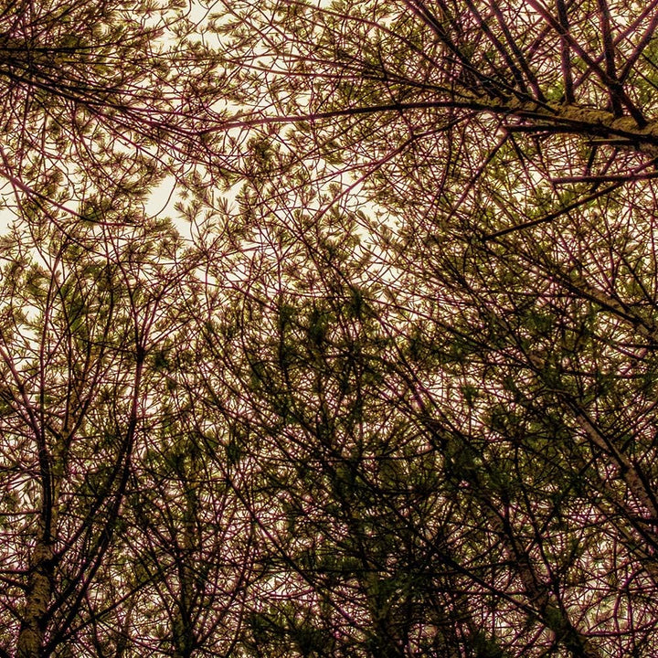 Feeby Wanddeko XXL Landschaft Leinwandbild 5 Teilig Natur Bäume Blätter rosa 250x120 cm Leinwandbild