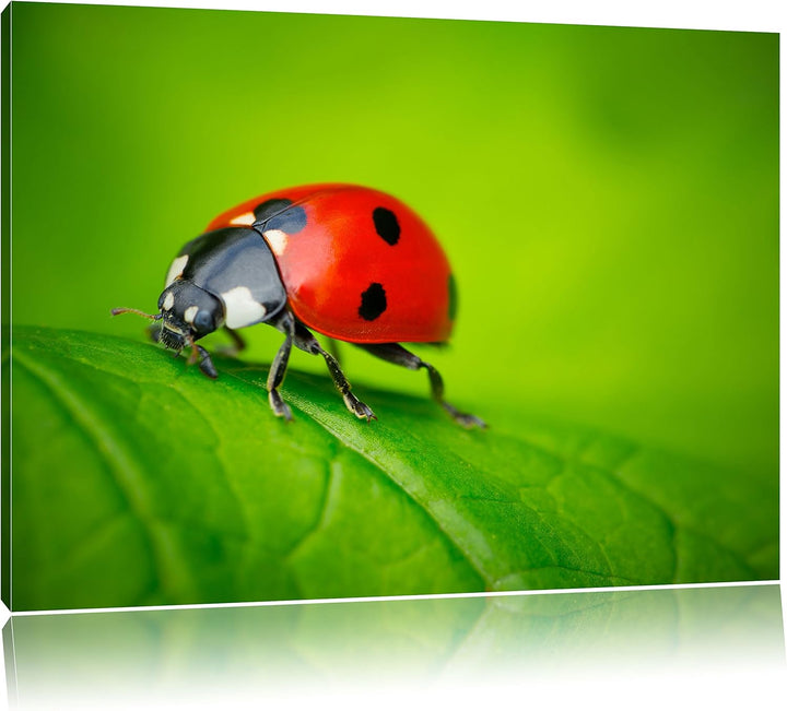 Pixxprint Marienkäfer auf Blatt als Leinwandbild/Grösse: 100x70 cm/Wandbild/Kunstdruck/fertig bespan
