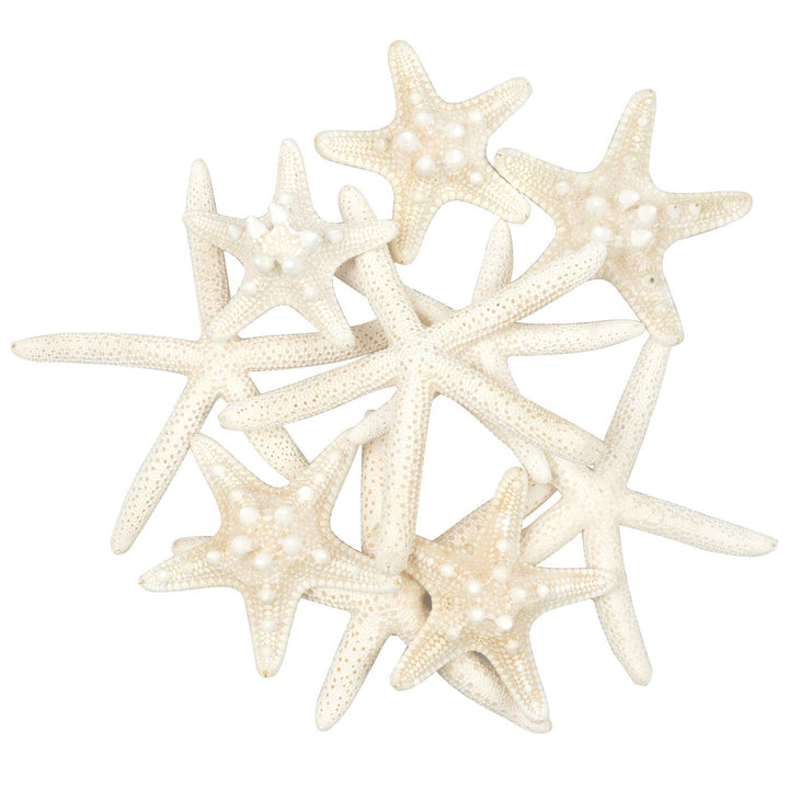 LLC Seestern, gemischte Seestern, natürliche, Bunte Muscheln, perfekt für Hochzeit, Strand, Motto-Pa