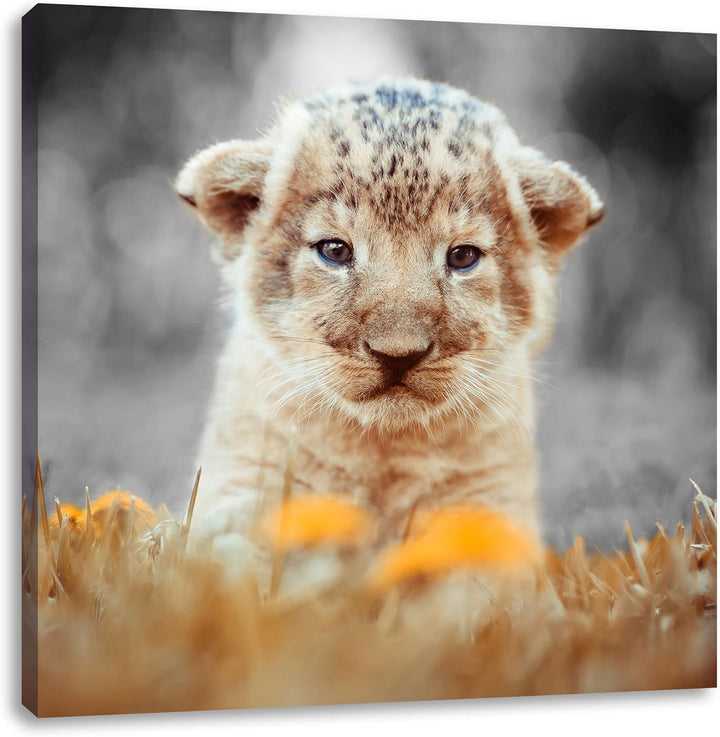 Pixxprint Niedliches Löwenbaby als Leinwandbild Quadratisch/Grösse: 70x70 / Wandbild/Kunstdruck/fert