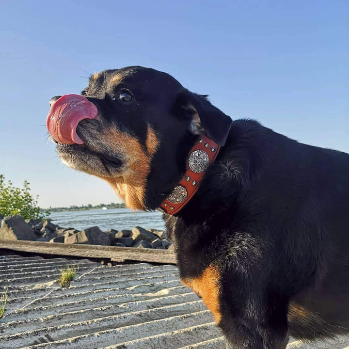 Bestia Maximus Echtleder Hundehalsband für grosse Hunde 100% Leder XXL- 65 bis 75 cm Halsumfang Brau