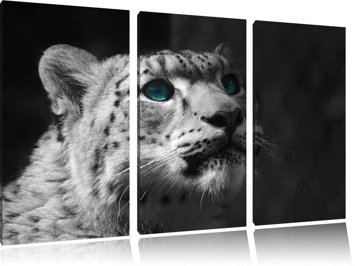 Anmutiger Schneeleopard Blaue Augen schwarz/weiss 3-Teiler Leinwandbild 120x80 Bild auf Leinwand, XX