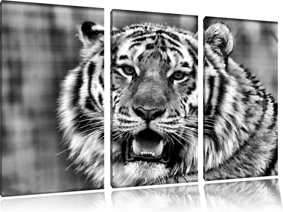 Pixxprint Tiger mit offenem Maul als Leinwandbild/Grösse: 3 Teilig (120x80) cm/Wandbild/Kunstdruck/f