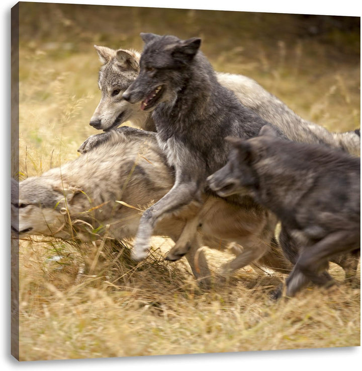 Tobendes Wolfsrudel, Format: 70x70 auf Leinwand, XXL riesige Bilder fertig gerahmt mit Keilrahmen, K