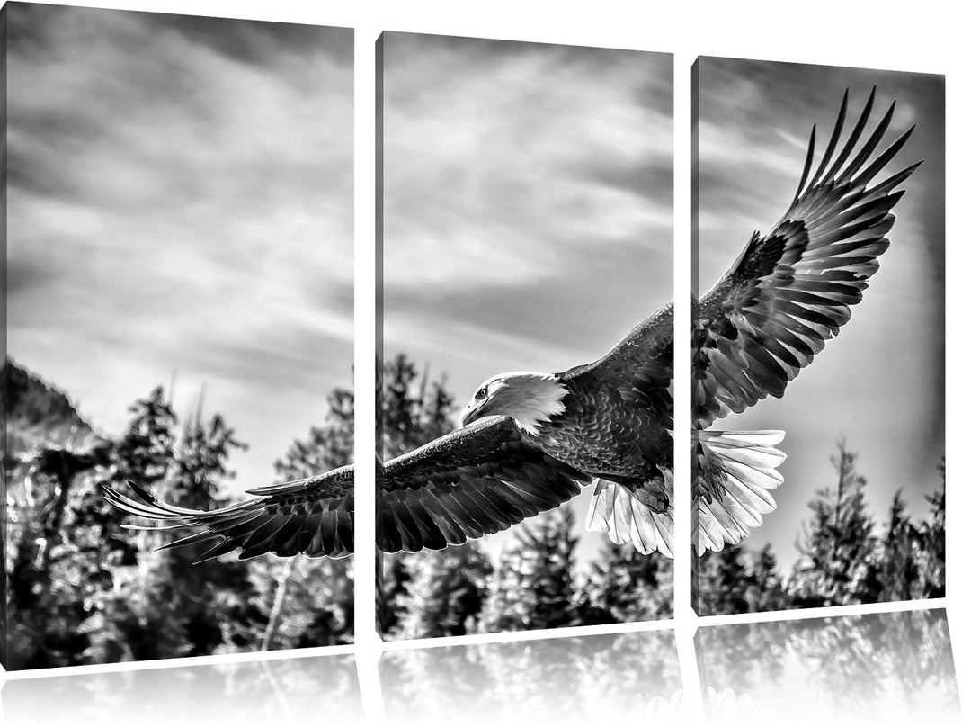 Pixxprint Adler als Leinwandbild | Grösse: 3 Teilig (120x80) | Wandbild| Kunstdruck | fertig bespann