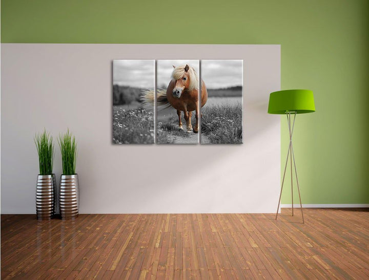 Pixxprint Shetlandpony auf der Wiese als Leinwandbild/Grösse: 3 Teilig (120x80) cm/Wandbild/Kunstdru