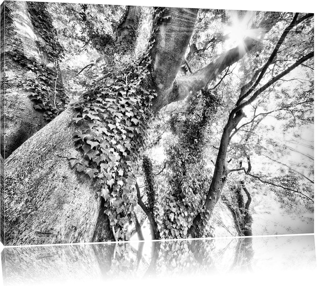 Pixxprint Baum im Sonnenlicht als Leinwandbild/Grösse: 100x70 / Wandbild/Kunstdruck/fertig bespannt,