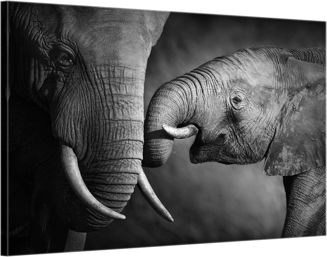 ge Bildet Bild auf Leinwand | Elefanten - schwarz weiss in 70x50 cm als Wandbild | Wand-deko Dekorat