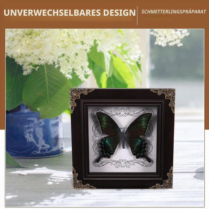 Ciieeo Fotorahmen Mit Schmetterlingsmuster Echter Schmetterling Gerahmt Konservierte Schmetterlingsa