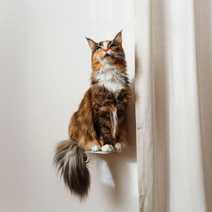 LucyBalu® STEPS XL Katzentreppe Wand Innen Aussen 3er Set | Katzen Kletterwand | Wandpark für Katzen
