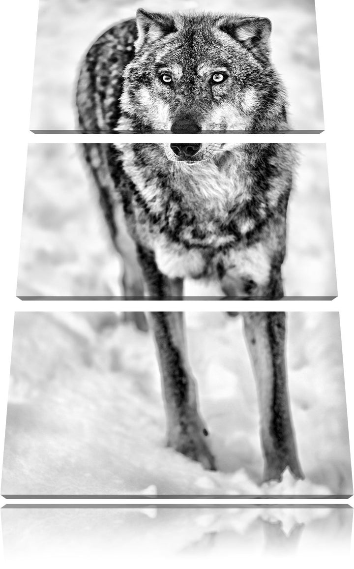 Pixxprint Monocrome, Wolf in Schneelandschaft 3-Teiler Leinwandbild 120x80 Bild auf Leinwand