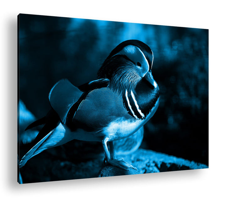 deyoli niedliche Holzente Format 80x60 Effekt: Monocrome Blau als Leinwandbild, Motiv fertig gerahmt