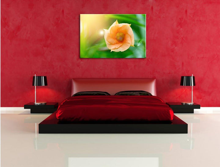 Pixxprint orange Blume im Sonnenlicht / 100x70cm Leinwandbild bespannt auf Holzrahmen/Wandbild Kunst