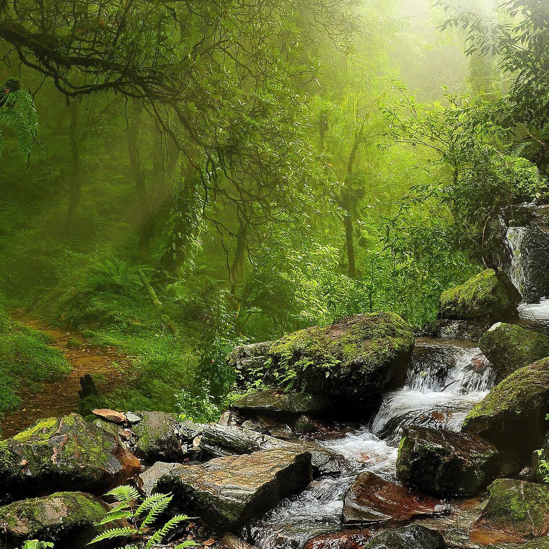 Runa Art Bild Wohnzimmer Schlafzimmer Natur Wald 5 Teilig Landschaft Grün Wandbilder auf Vlies Leinw