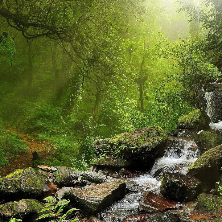 Runa Art Bild Wohnzimmer Schlafzimmer Natur Wald 5 Teilig Landschaft Grün Wandbilder auf Vlies Leinw