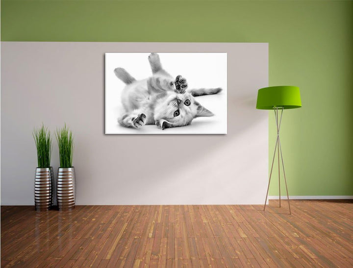 Monocrome, Kleine Katze, Format: 100x70 auf Leinwand, XXL riesige Bilder fertig gerahmt mit Keilrahm