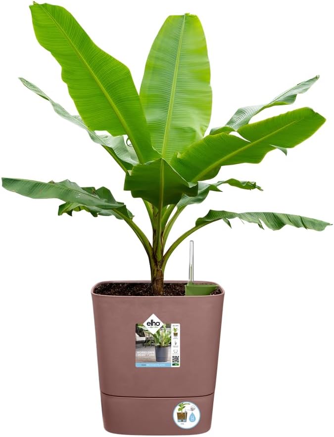 elho Greensense Aqua Care Quadrat 38 mit Integrierte Wasserspeicher - Blumentopf für Innen &amp; Aussen