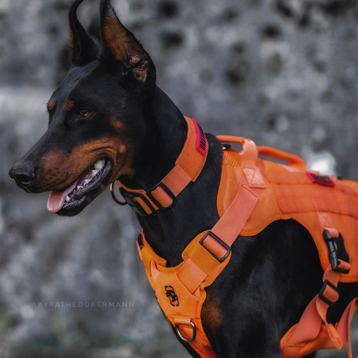 OneTigris No-Pull Hundegeschirr, AIRE MESH Einstellbar Sicherheitsgeschirr Ultra Atmungsaktiv für Gr