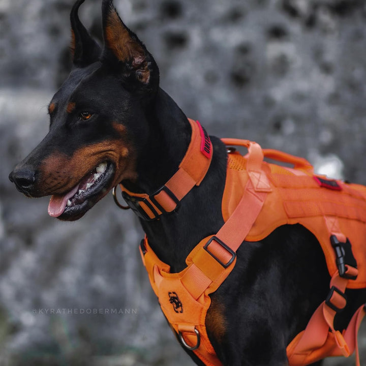 OneTigris No-Pull Hundegeschirr, AIRE MESH Einstellbar Sicherheitsgeschirr Ultra Atmungsaktiv für Gr