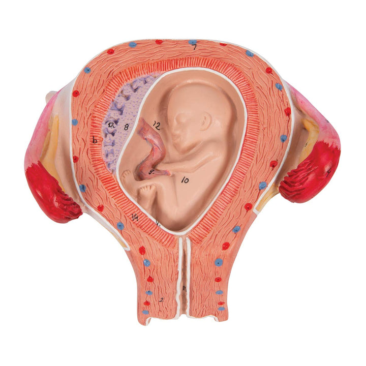 3B Scientific Menschliche Anatomie - Fetus Modell, 3. Monat + kostenlose Anatomie App - 3B Smart Ana